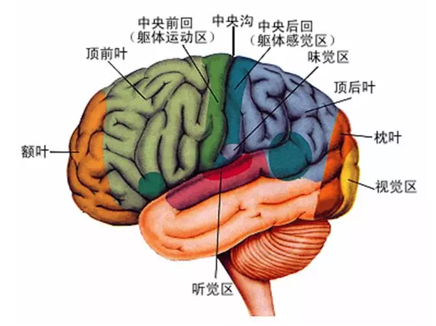 經(jīng)顱磁刺激治療你知道多少？
